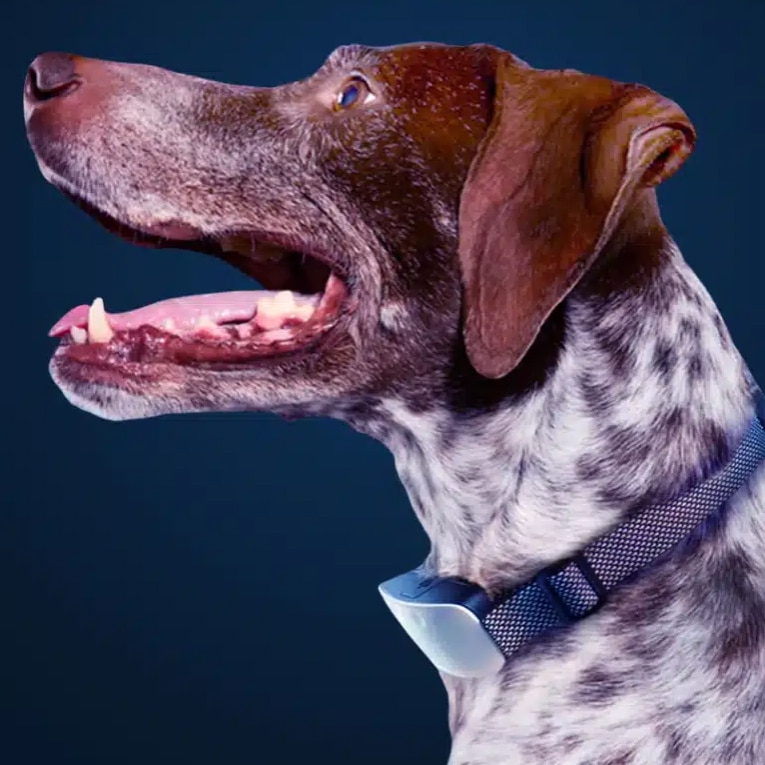 zero-bark-ca-123123